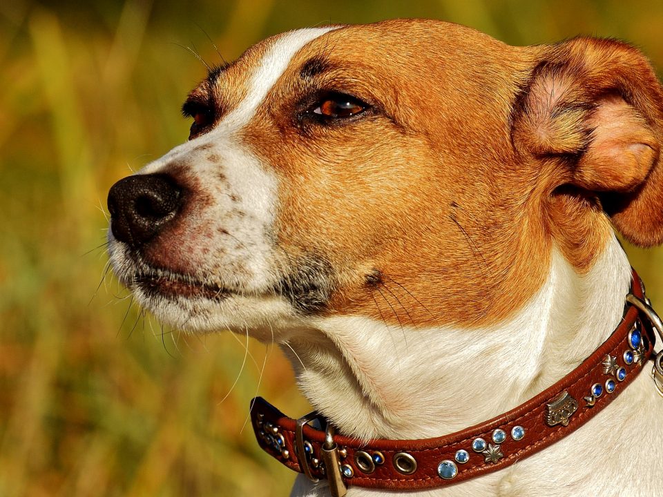 Jack Russell Terrier