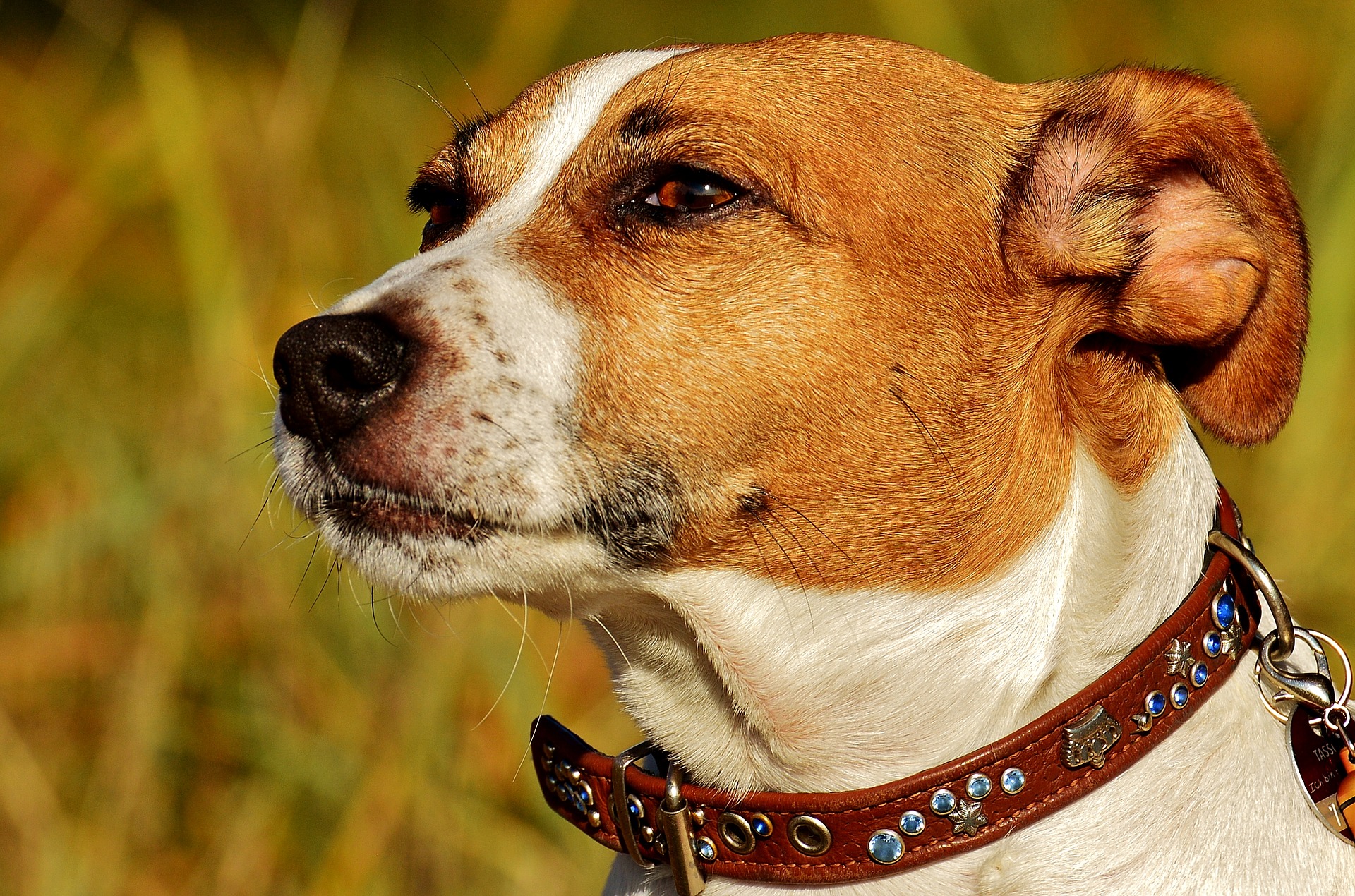postkantoor Vaarwel Asser Jack Russell Terrier | Karakter | Verzorging | Hondenrassen | De Nieuwe Hond