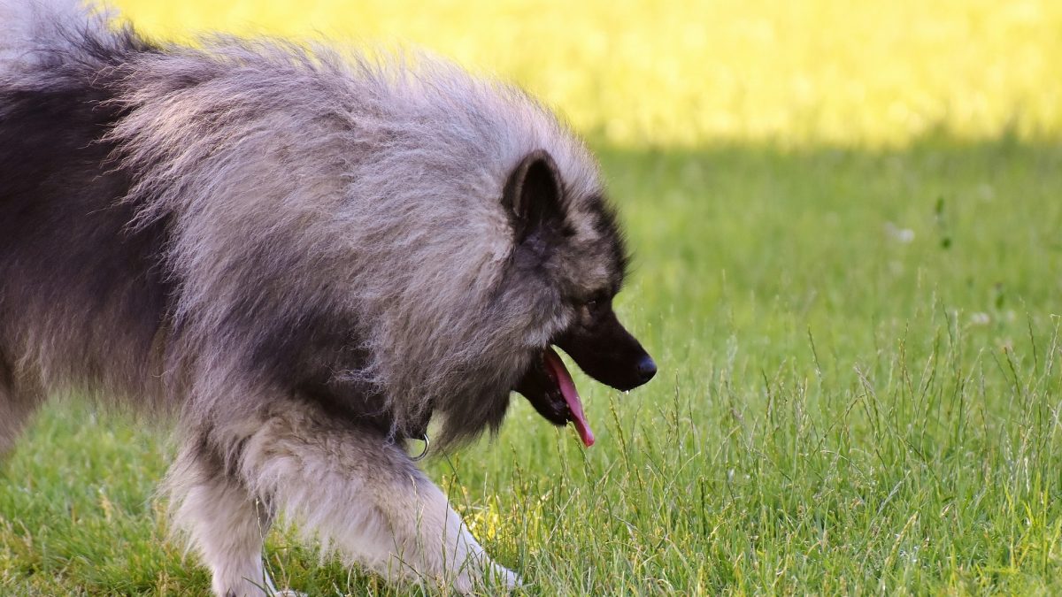 keeshond