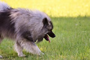 keeshond