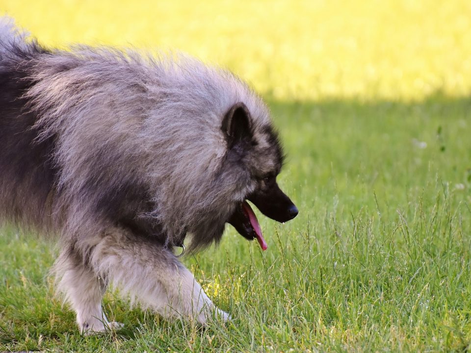 keeshond