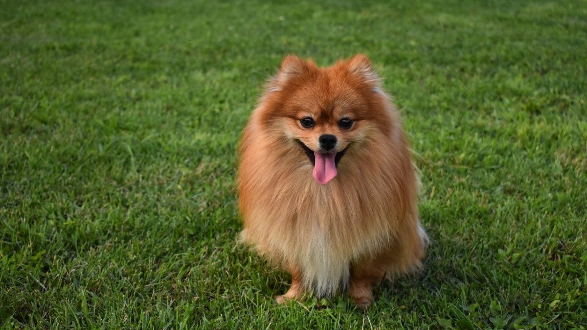 keeshond