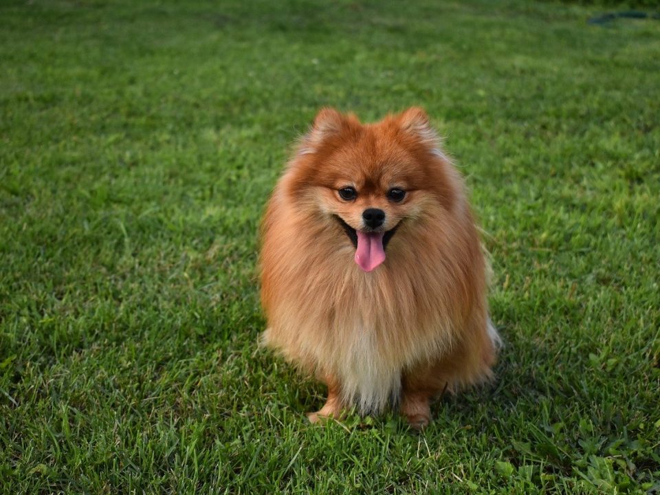 keeshond