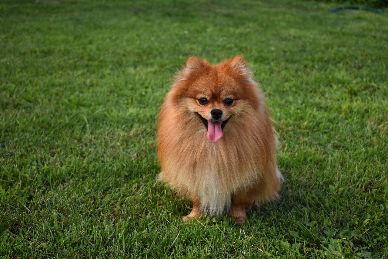 Alfabet gewelddadig Discriminatie op grond van geslacht Keeshond of Pomeranian | Hondenrassen | De Nieuwe Hond