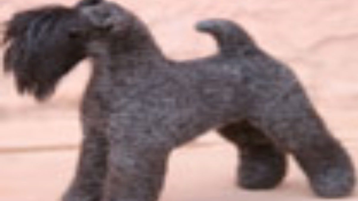 kerry-blue-terrier