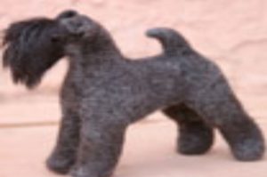 kerry-blue-terrier