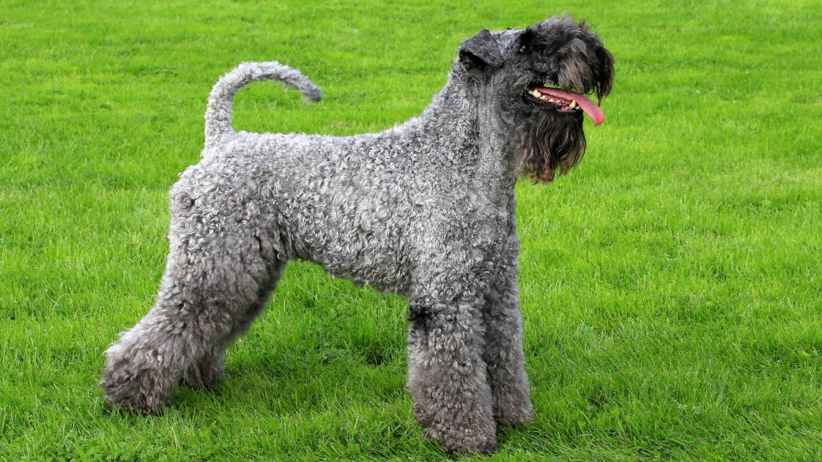 kerry blue terrier Depositphotos_33407753_S