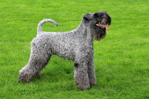 kerry blue terrier Depositphotos_33407753_S