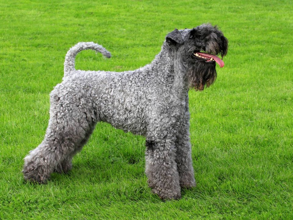 kerry blue terrier Depositphotos_33407753_S