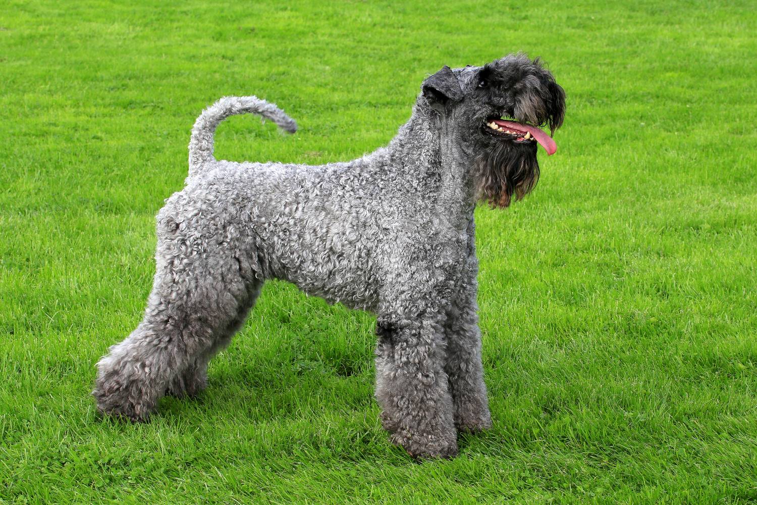 Kerry Blue Terrier | Karakter | Verzorging | Hondenrassen | De Nieuwe Hond
