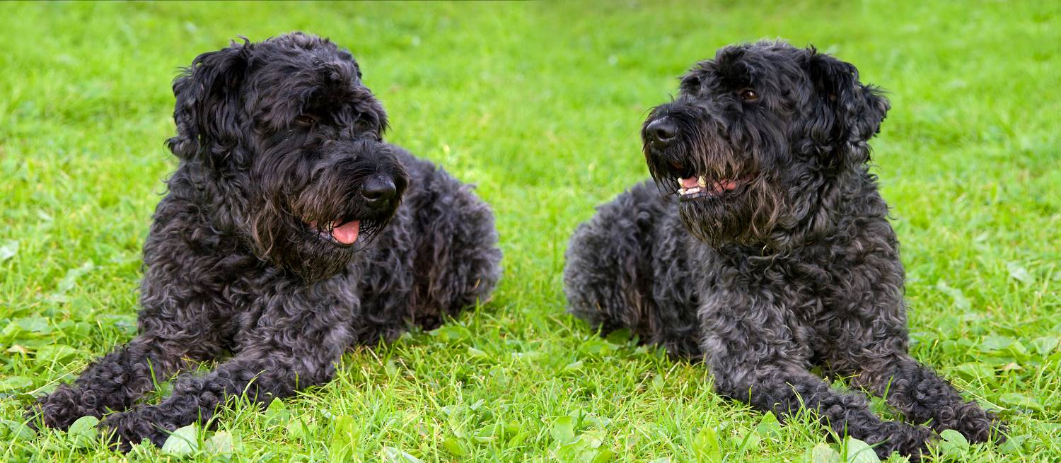 kerry blue terrier Depositphotos_7879491_S