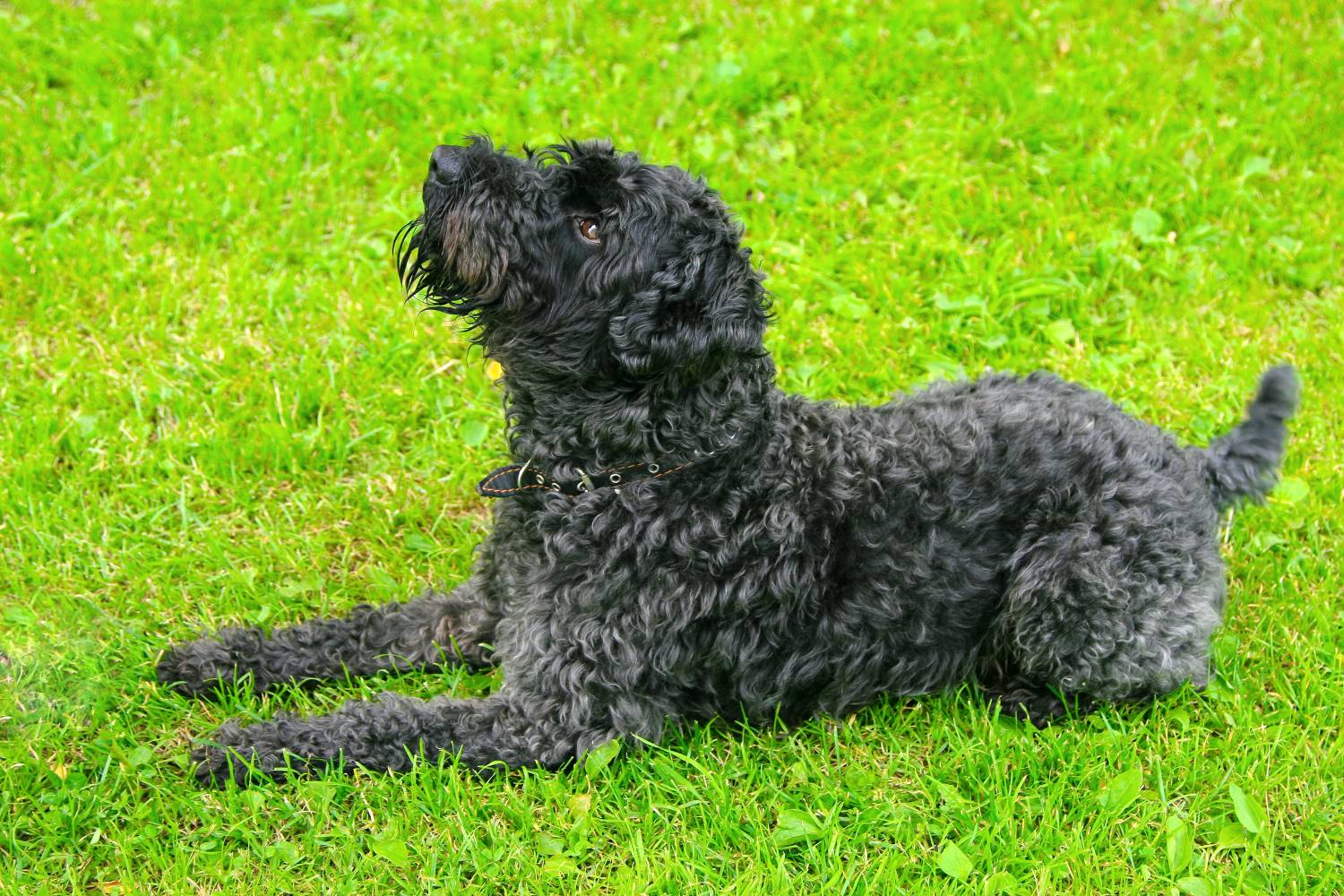 kerry blue terrier Depositphotos_7982408_S