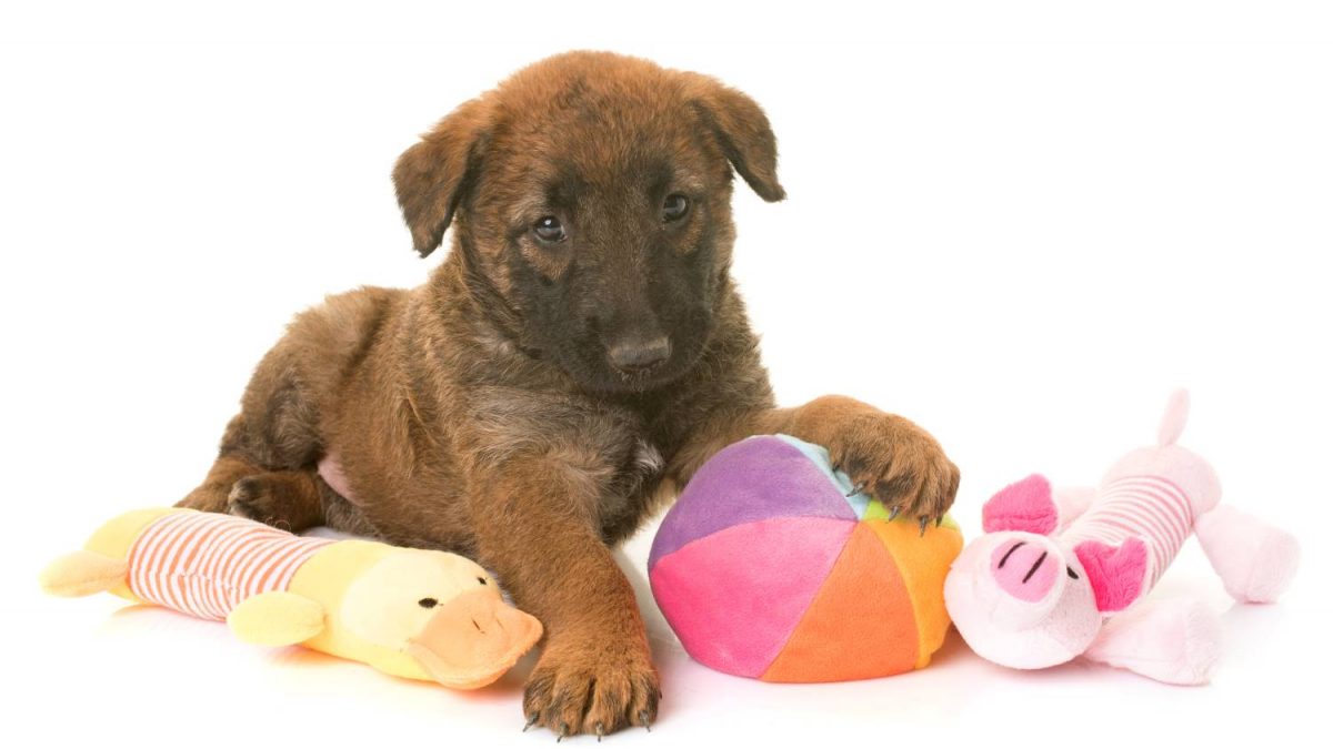 laekense herdershond Depositphotos_150188296_S