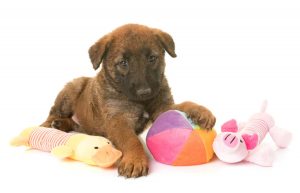 laekense herdershond Depositphotos_150188296_S