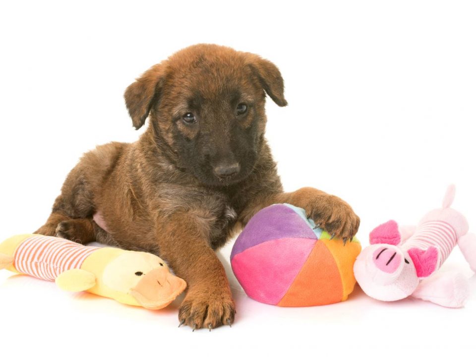 laekense herdershond Depositphotos_150188296_S