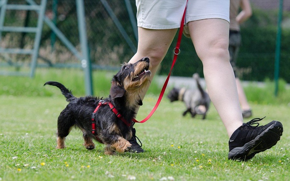 Hoe je hond wandelen zonder aan de lijn - Nieuwe Hond