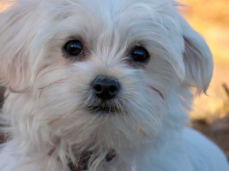 schelp Onophoudelijk voordat 26 Kleine hondenrassen met foto | De Nieuwe Hond