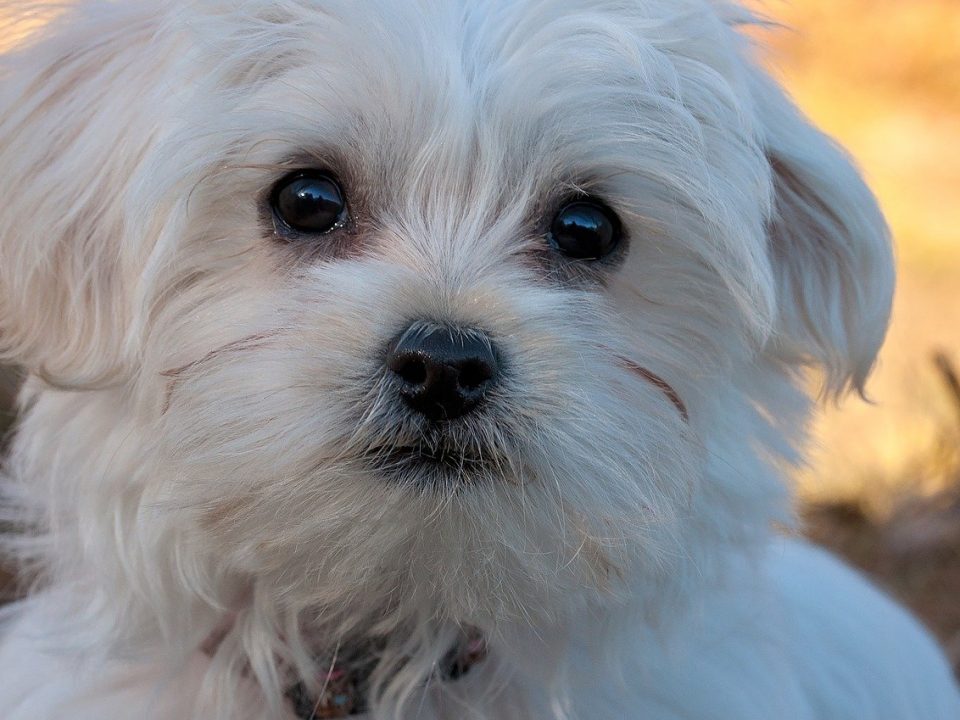 Goede 26 Kleine hondenrassen met foto | De Nieuwe Hond FM-05