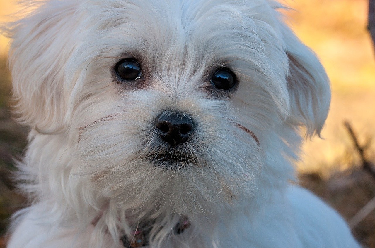 Witte hondenrassen - maltezer hond