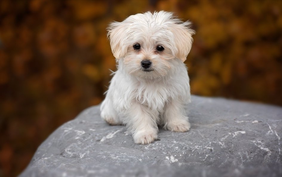 Potentieel pindas toewijzen Hond kopen bij een broodfokker - De Nieuwe Hond