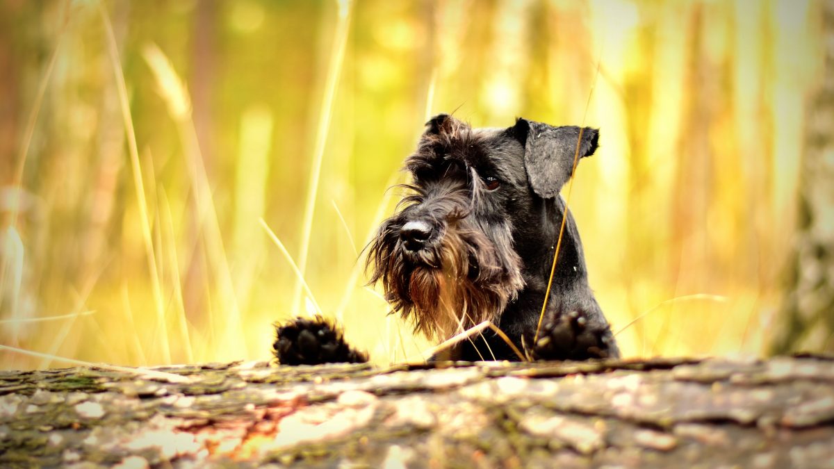 Middenslag Schnauzer