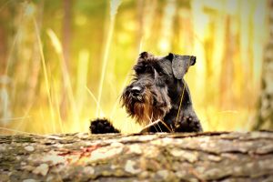 Middenslag Schnauzer