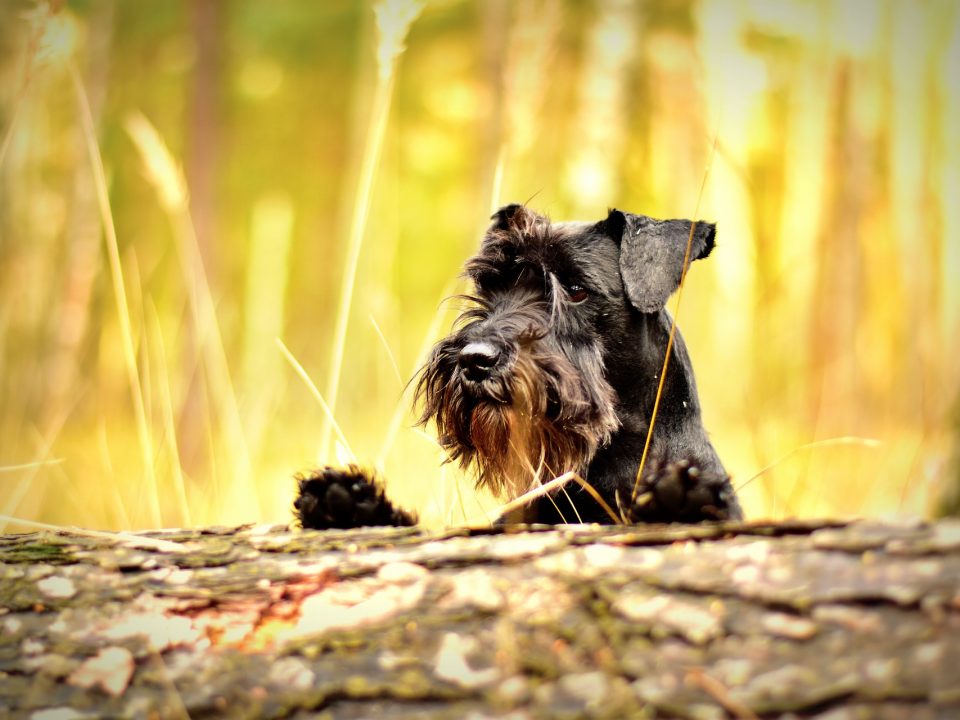 Middenslag Schnauzer