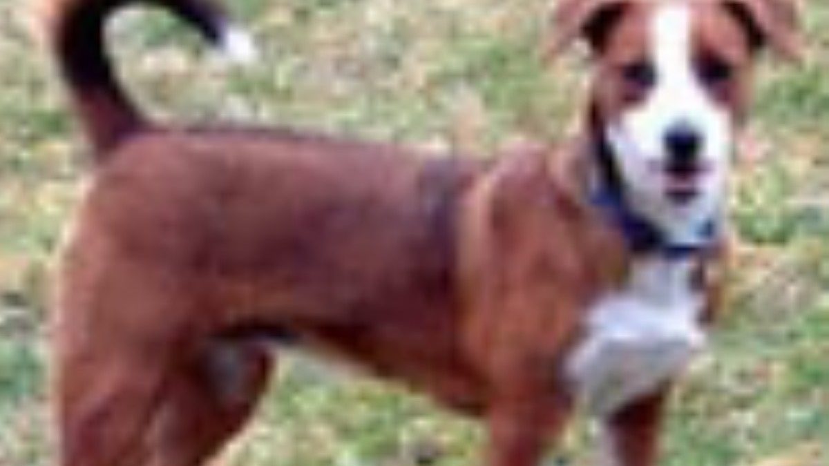 Oostenrijkse Pinscher