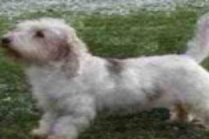 petit-basset-griffon-vendeen