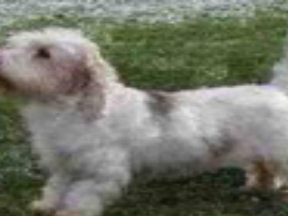 petit-basset-griffon-vendeen