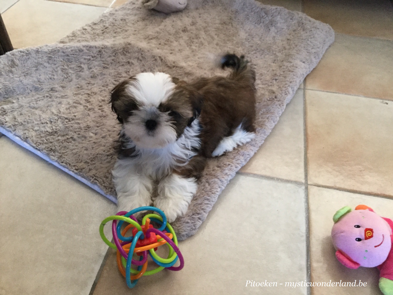  shihtzu kennel Mysticwonderland