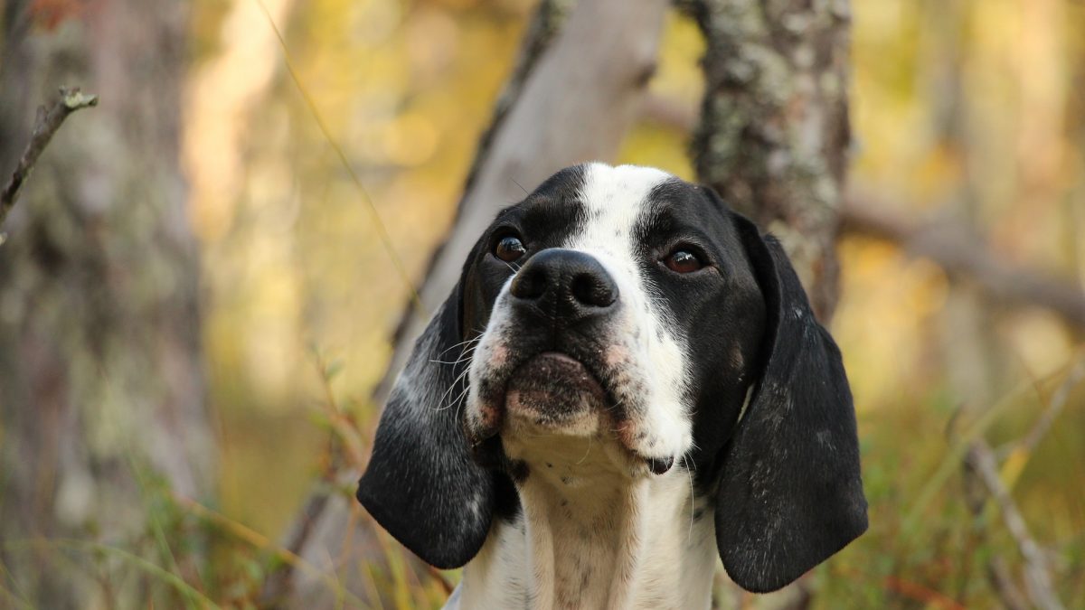 pointer - de wijzer