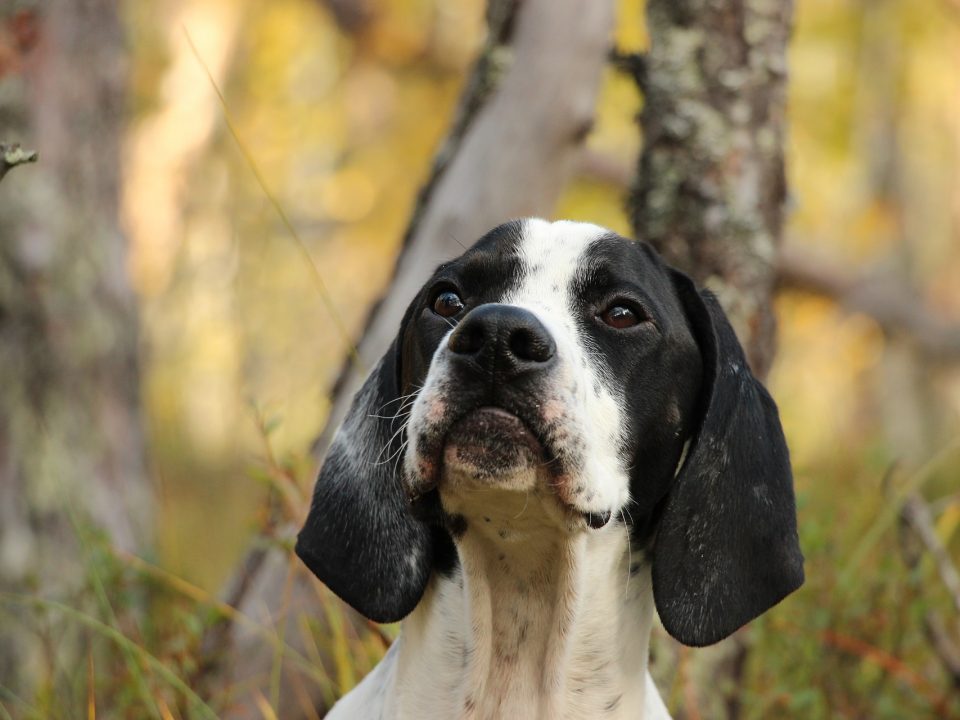 pointer - de wijzer