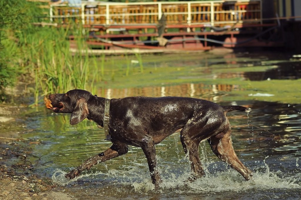 pointer hond