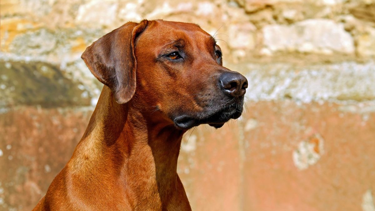 Rhodesian Ridgeback of Pronkrug