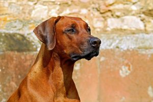 Rhodesian Ridgeback of Pronkrug