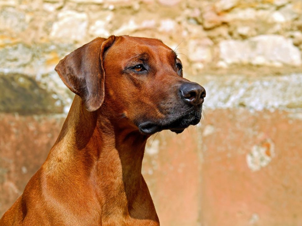 Rhodesian Ridgeback of Pronkrug