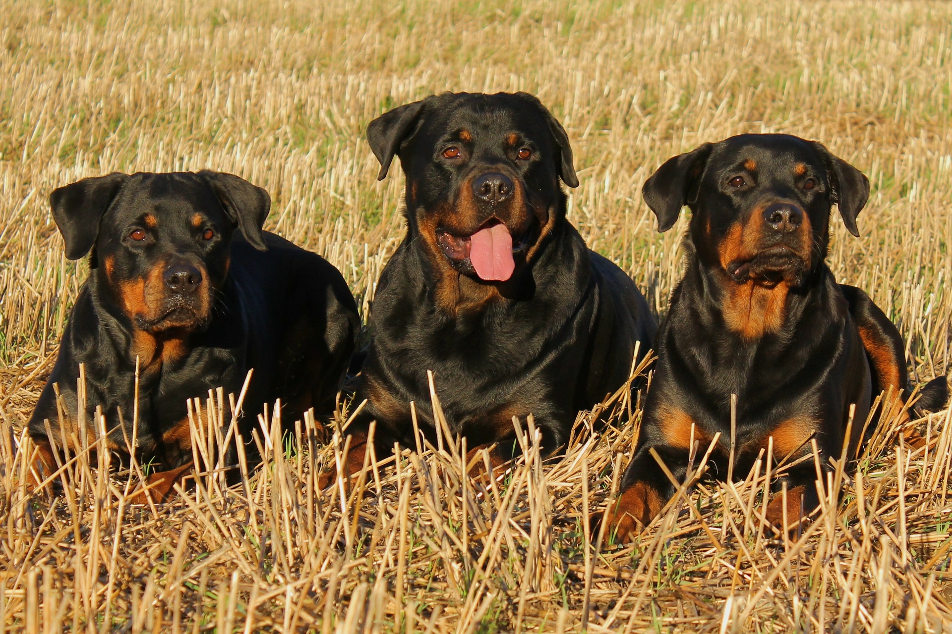 rottweiler