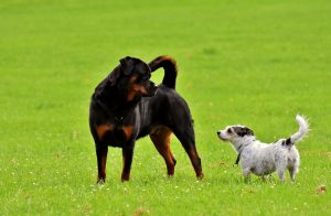 rottweiler trainen