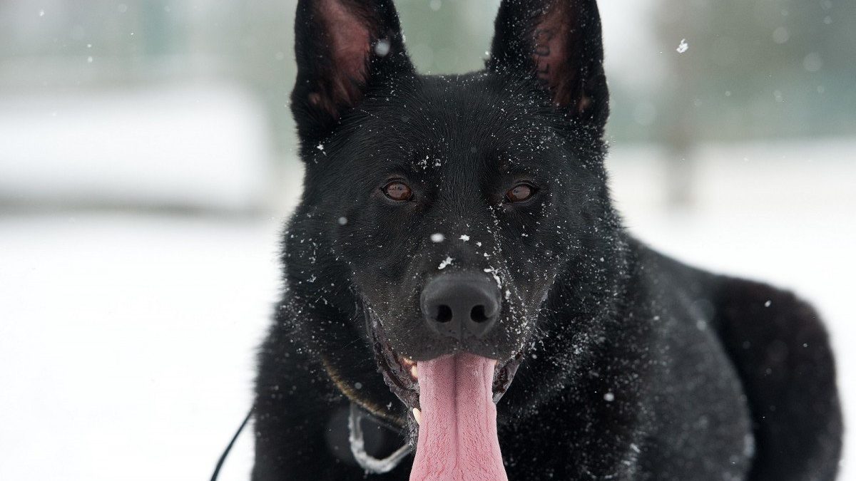 schipperke