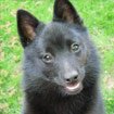 Schipperke zijn Belgische hondenrassen