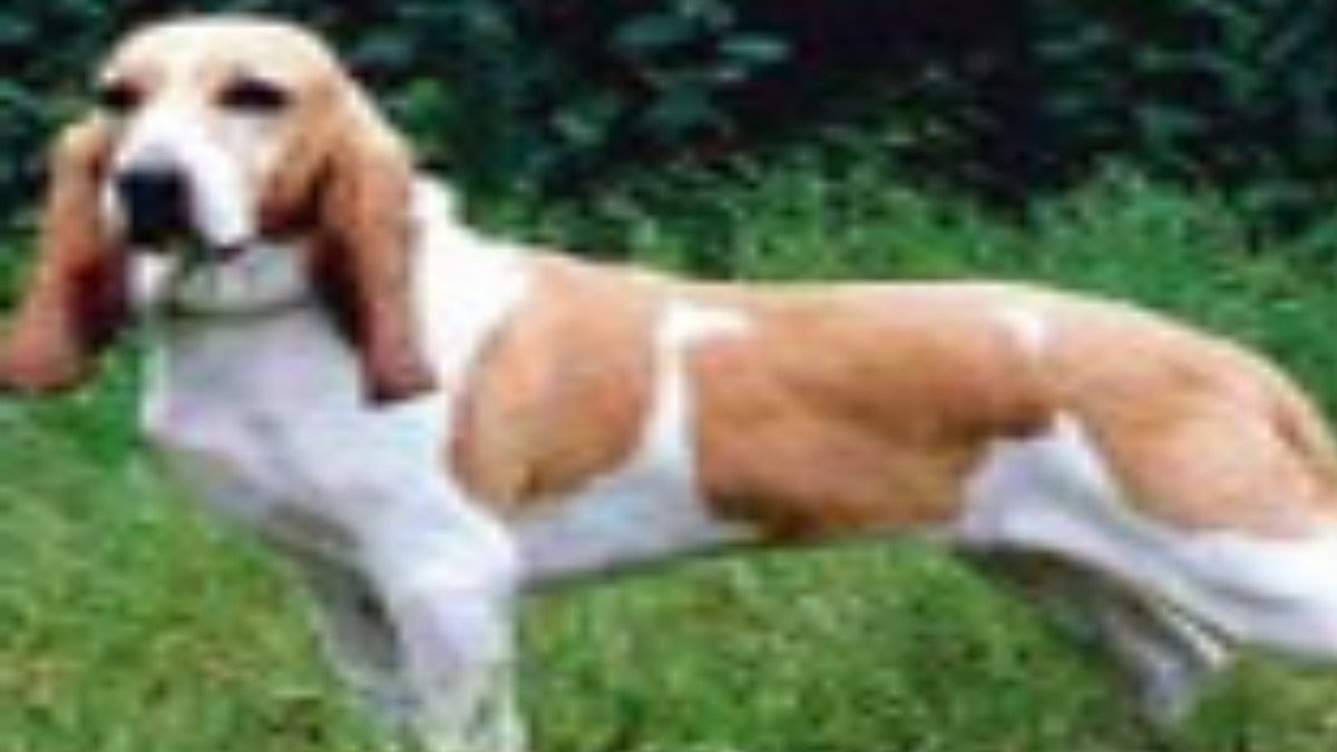 schweizer-laufhunde