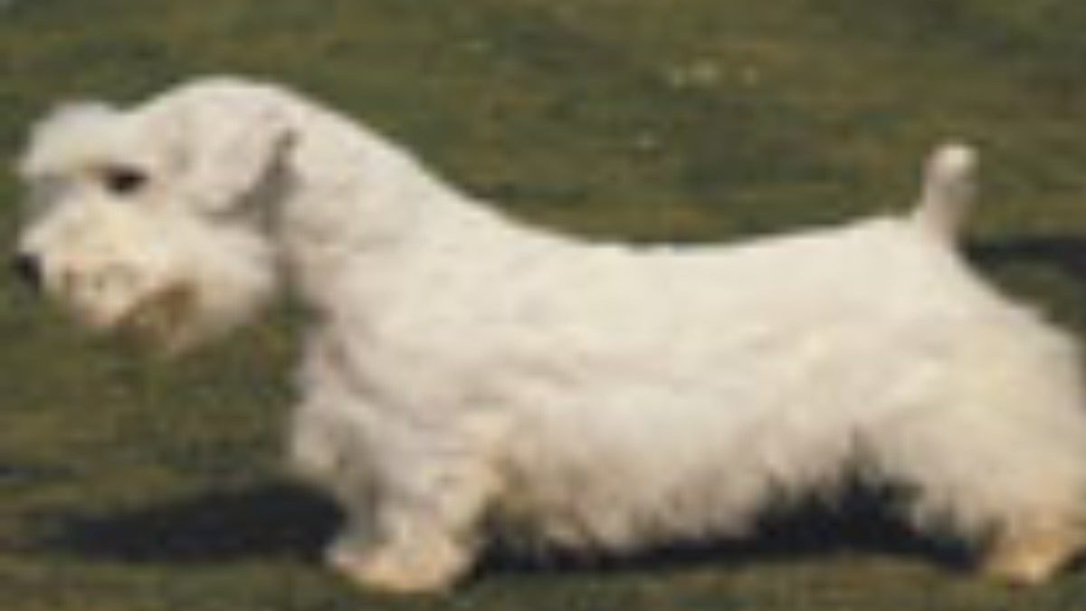 sealyham-terrier