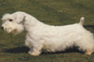 sealyham-terrier