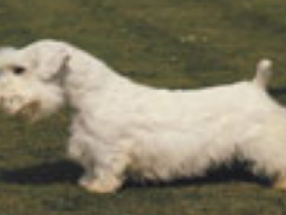 sealyham-terrier