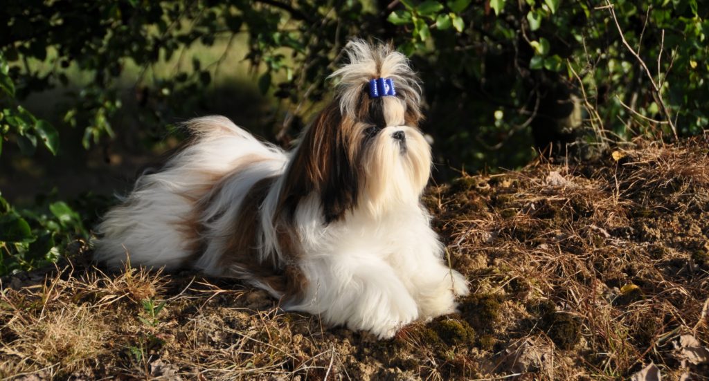 Overzicht hondenfokkers kennels De Nieuwe Hond