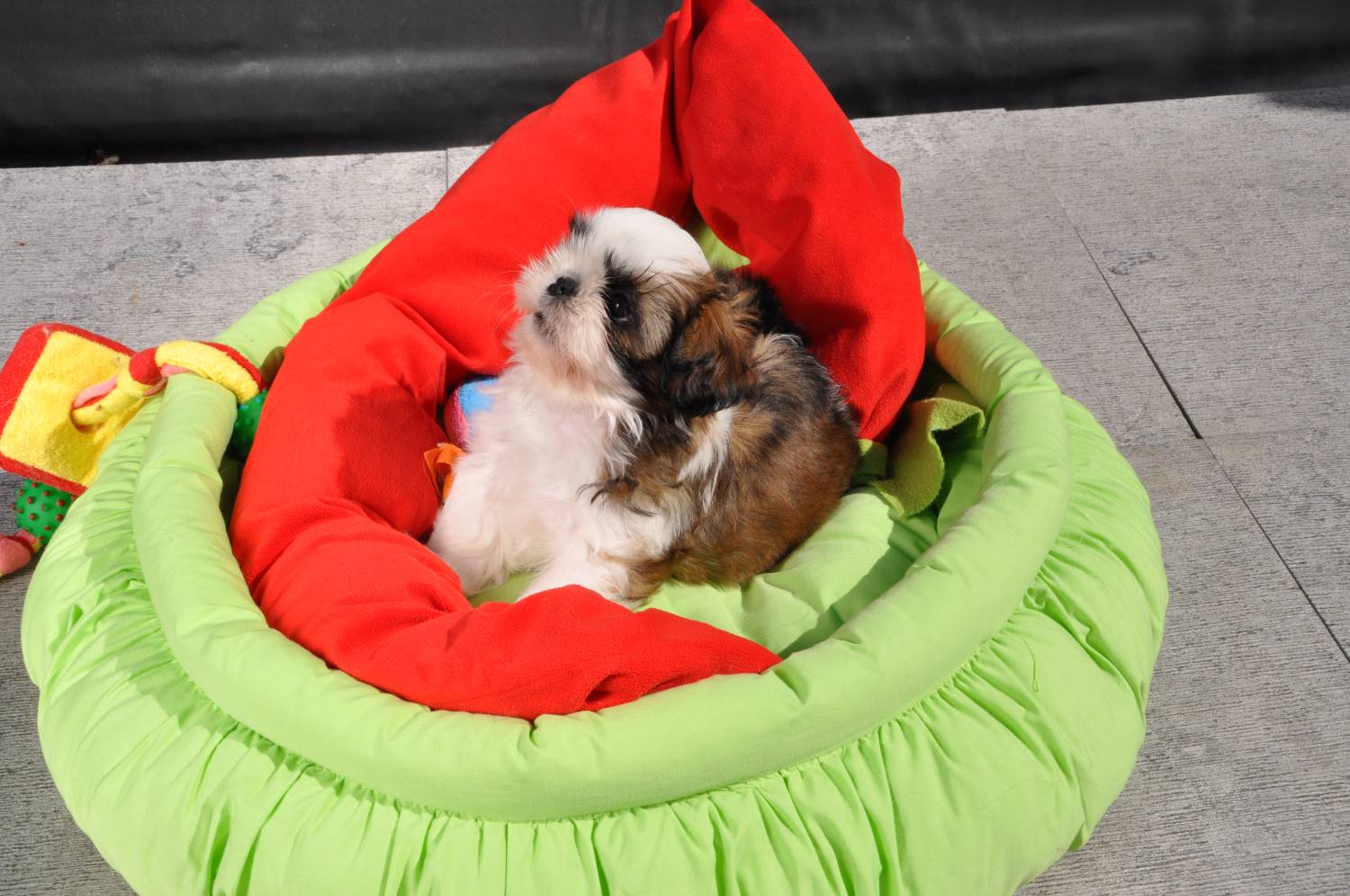 shihtzu puppy