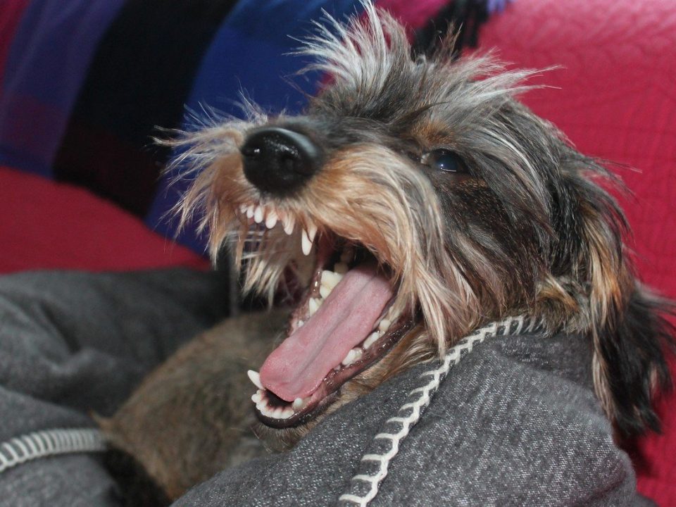 tanden-poetsen-hond