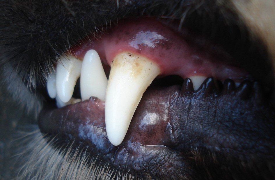 tanden-van-hond
