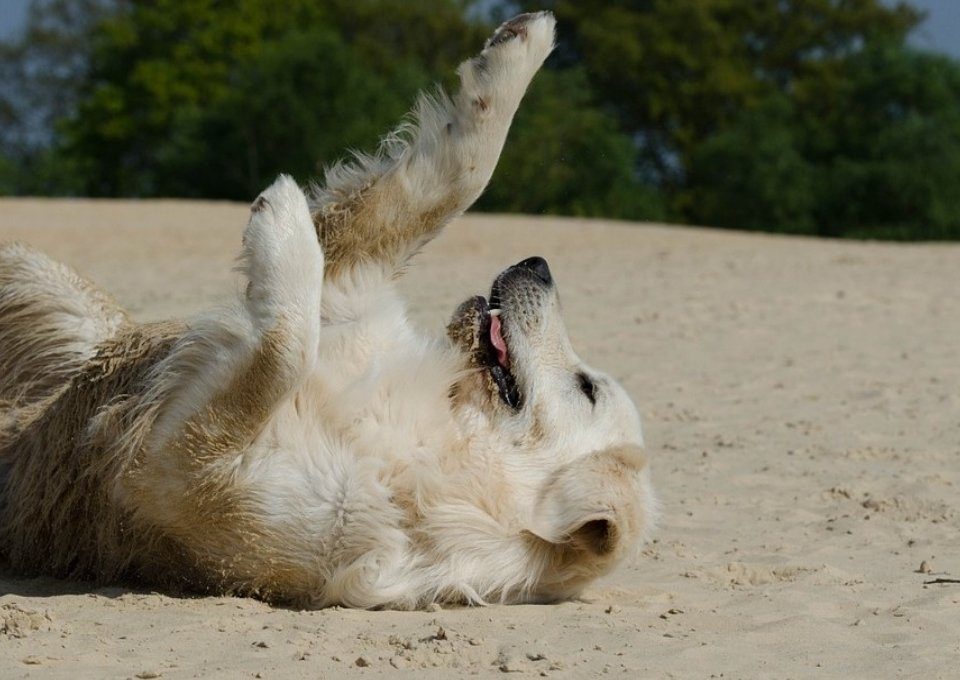 temperatuur bij een hond